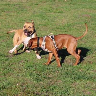 Hundetreffen-Spielen 🐕🐾-Bild