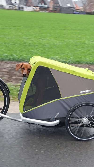 Rhodesian Ridgeback-Beitrag-Bild