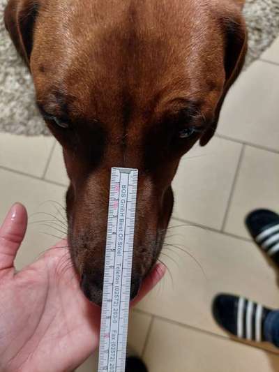 Wie sitzt mein Maulkorb / Maulkorb-Beratung-Beitrag-Bild