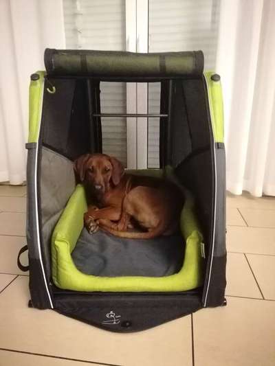 Rhodesian Ridgeback-Beitrag-Bild