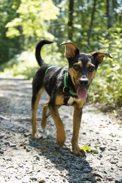 Windhunde - Treffen der besonderen Schönheiten
HERZLICH WILLKOMMEN-Beitrag-Bild