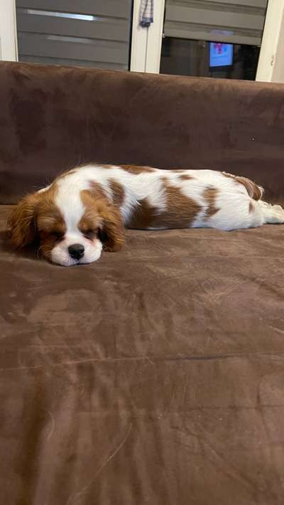 Cavaliere-Beitrag-Bild