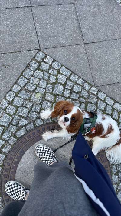 Cavalier King Charles Spaniel?-Beitrag-Bild
