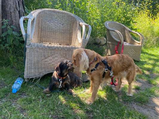 4. Kurzgeschichten Challenge Thema: Hundefreundschaften-Beitrag-Bild