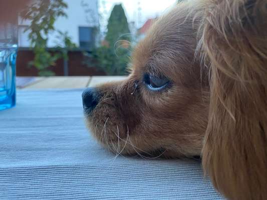 31. Handy - Fotochallenge
Vierbeiner mit am Tisch-Beitrag-Bild