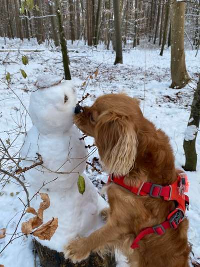 4. Kurzgeschichten Challenge Thema: Hundefreundschaften-Beitrag-Bild