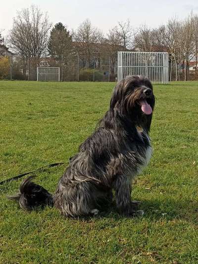 Zeigt mir eure Schäferhund Mischlinge :-)-Beitrag-Bild