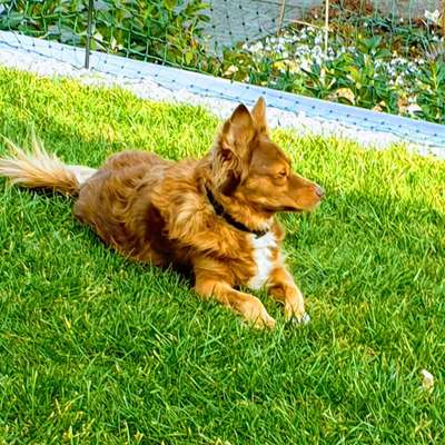 Dogorama Photo Challenge - Der Frühling kommt-Beitrag-Bild