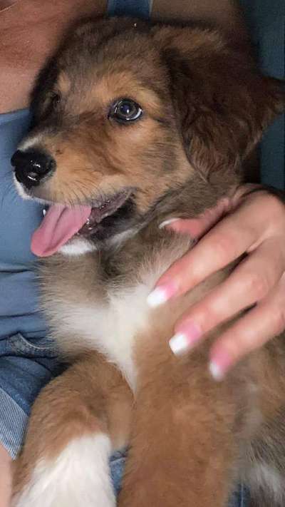 Wie kamst du zu deinem Hund?-Beitrag-Bild