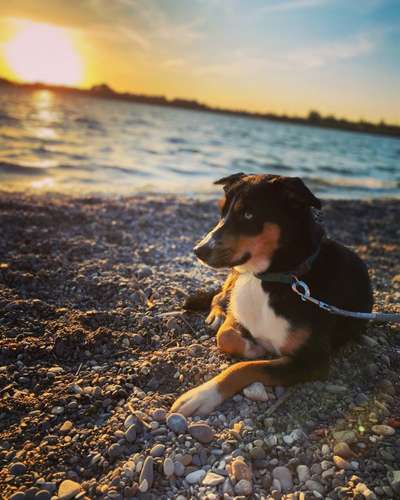 Dogorama-Monats-Challenge-Mai "Wasser"-Beitrag-Bild