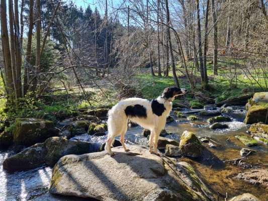 Windhunde-Beitrag-Bild