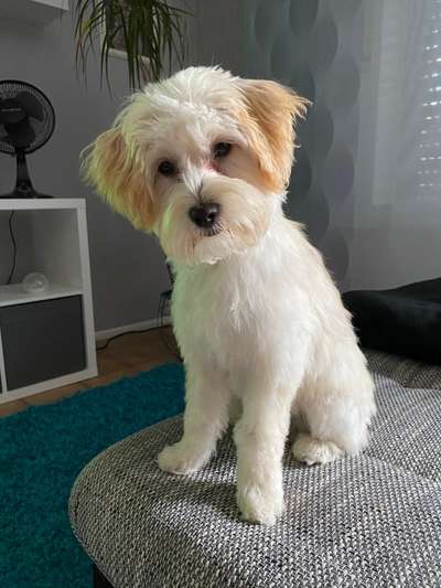 Dogorama Photo Challenge - Portrait-Beitrag-Bild