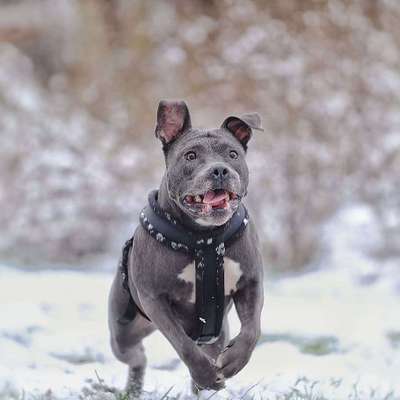 Fotochallenge 66 ~ Rennaction -Zeig deinen Hund im Lauf-Beitrag-Bild