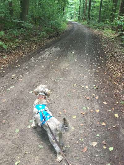 Wald Bild-Beitrag-Bild