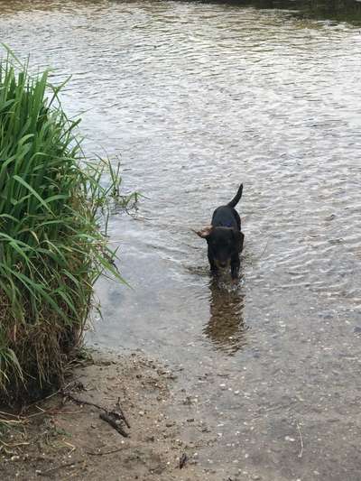 Hundetreffen-Dackeltreffen-Bild