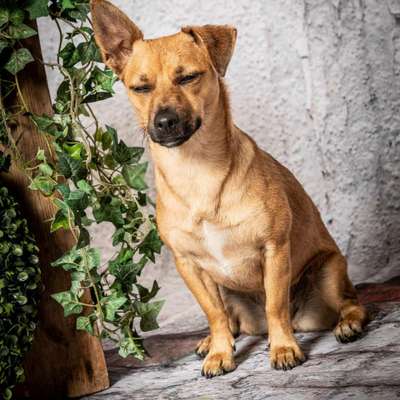 Welche Hunderasse-Beitrag-Bild