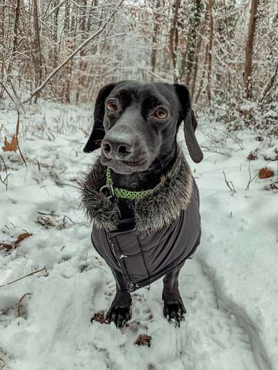Winteroutfit für Hunde, yey or nej-Beitrag-Bild