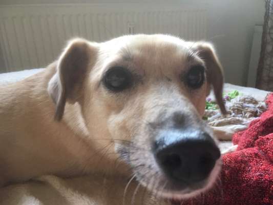 Zeigt mir die tollste Nahaufnahme von eurer Fellnase-Beitrag-Bild