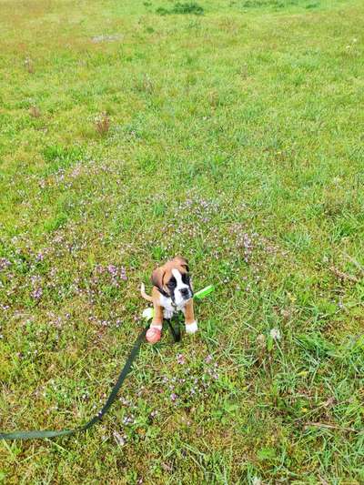 Die Dogorama Monats Challenge "Es grünt und blüht"-Beitrag-Bild