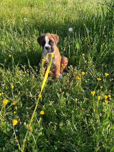 Welpen Bilder !-Beitrag-Bild