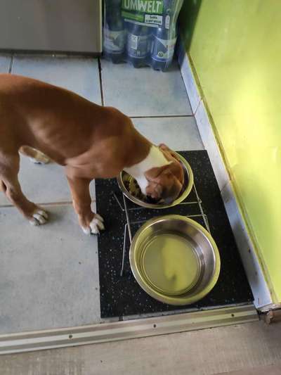 Dogorama-Monats-Challenge-Mai "Wasser"-Beitrag-Bild