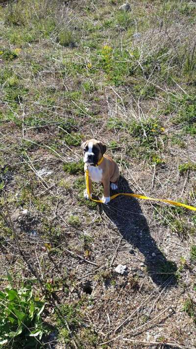 Welpen Bilder !-Beitrag-Bild