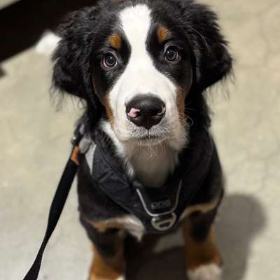 Hundetreffen-Treffen zur Welpensozialisierung gesucht-Bild