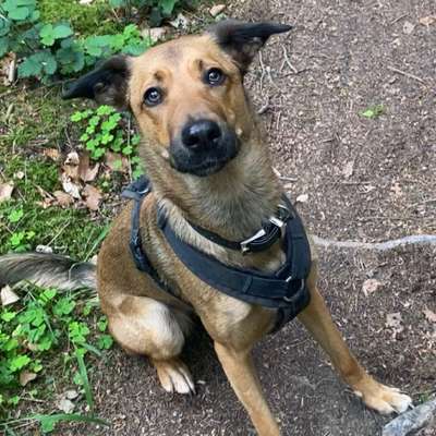 Hundetreffen-Neue Hundefreunde gesucht-Bild