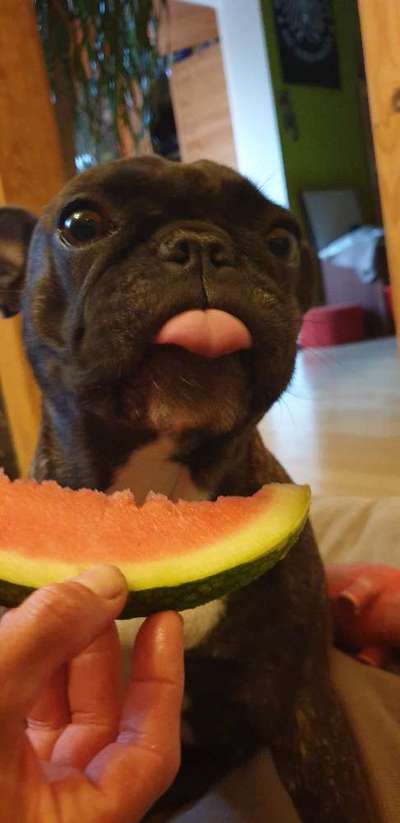 Tongue Out Tuesday-Beitrag-Bild