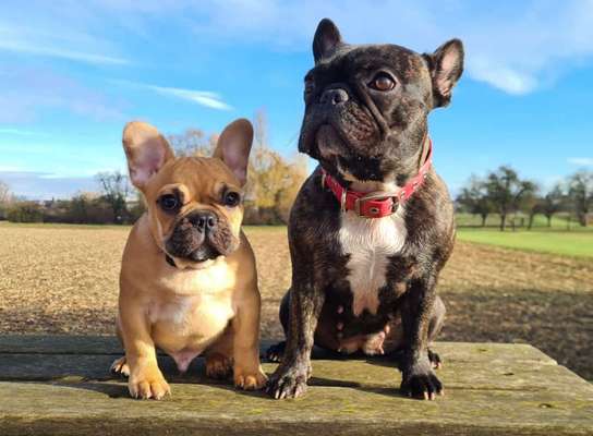 Französische Bulldoggen-Beitrag-Bild