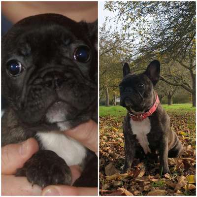 Welpenfotos-Beitrag-Bild