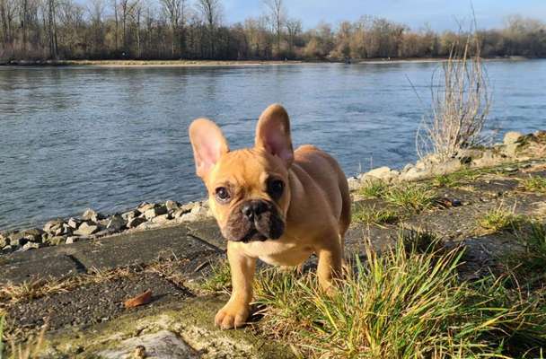 Welpen Bilder !-Beitrag-Bild