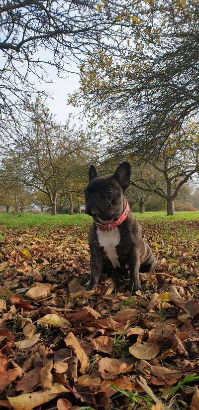 Wald Bild-Beitrag-Bild