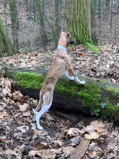 Hunderunde-Beitrag-Bild