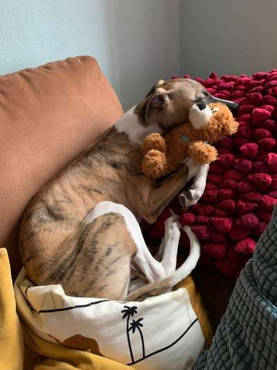 Windhunde - Treffen der besonderen Schönheiten
HERZLICH WILLKOMMEN-Beitrag-Bild