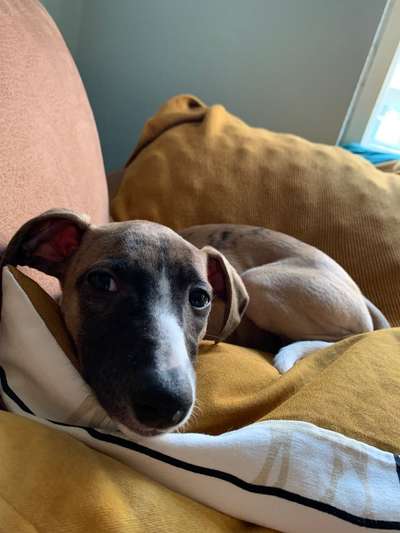 Fotochallange Nr. 57     PORTRÄT.   Beendet!!!!!!!!-Beitrag-Bild