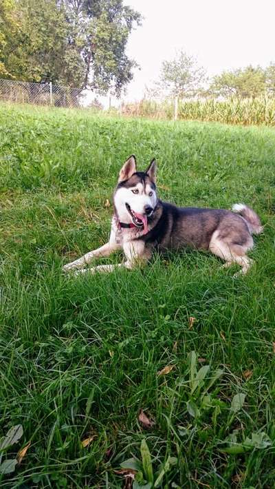 Fotochallenge Nr. 56 - geliebte Senioren-Beitrag-Bild