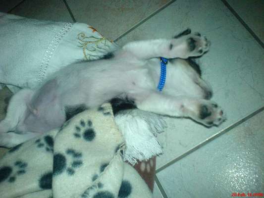 Challenge Nr 14
Eure Fellnasen auf ihrem Lieblingsplatz-Beitrag-Bild