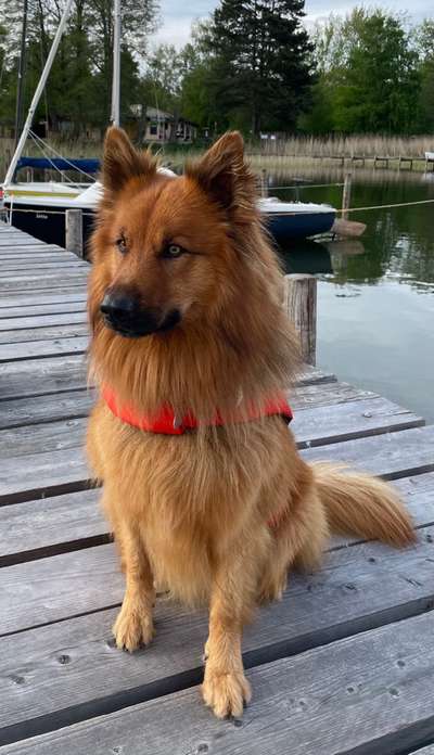 Harzer Fuchs-Beitrag-Bild