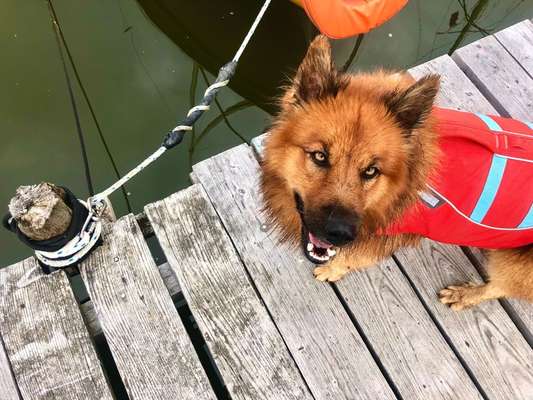 Harzer Fuchs-Beitrag-Bild