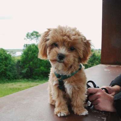 Hundetreffen-Socialwalk / Spaziersitzen-Bild