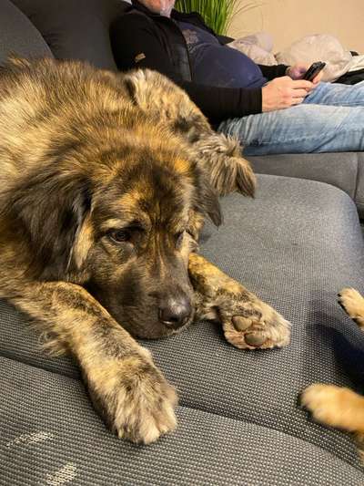 Auslandstierschutz-Beitrag-Bild