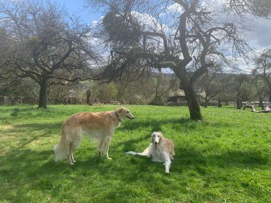 Windhunde - Treffen der besonderen Schönheiten
HERZLICH WILLKOMMEN-Beitrag-Bild