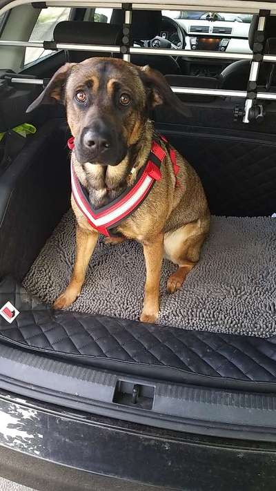 Tierschutzhund ist meine Lieblingsrasse-Beitrag-Bild