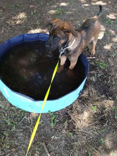 Dogorama-Monats-Challenge-Mai "Wasser"-Beitrag-Bild