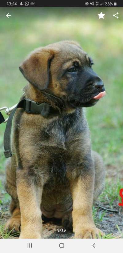 Welpen Bilder !-Beitrag-Bild