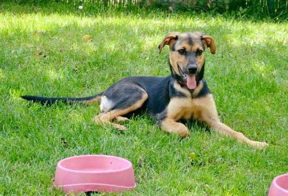 Welpen Bilder !-Beitrag-Bild