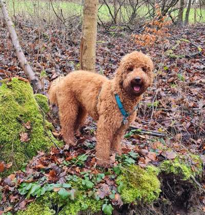 Labradoodle gesucht-Beitrag-Bild