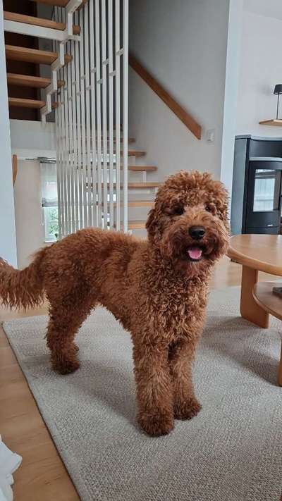 Welcher Hund passt?-Beitrag-Bild