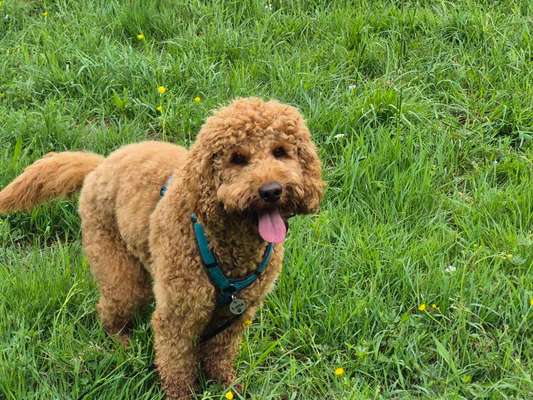 Goldendoodle-Beitrag-Bild